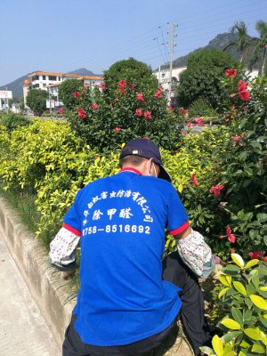 肇庆白蚁防治