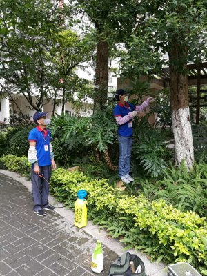 古树虫害防治