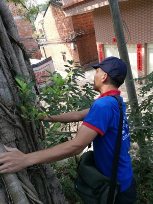 鼎湖白蚁防治公司，请认准肇华白蚁害虫防治有限公司、鼎湖灭白蚁