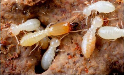 白土白蚁防治所温馨提醒：发现白蚁不要急着乱喷药物