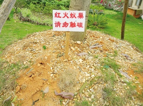 致命的红火蚁-----一旦被咬，请及时找医生就医