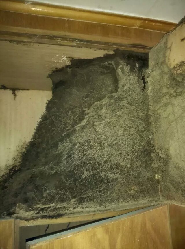 肇庆白蚁公司提醒：俗称为“地下工作者”白蚁为什么喜欢危害电线开关与电路呢？