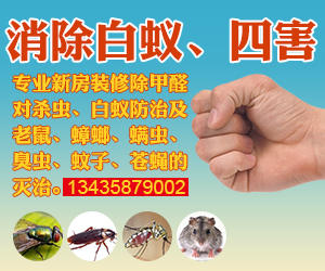 老鼠恐怖的繁殖速度