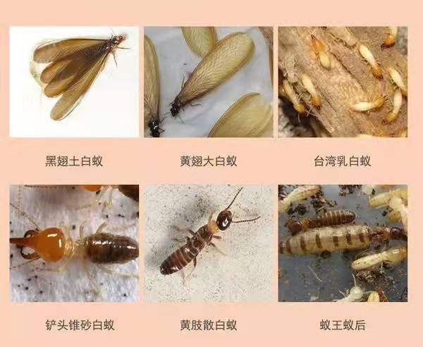 白蚁的种类