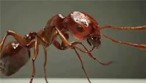 红火蚁咬伤后有何症状？