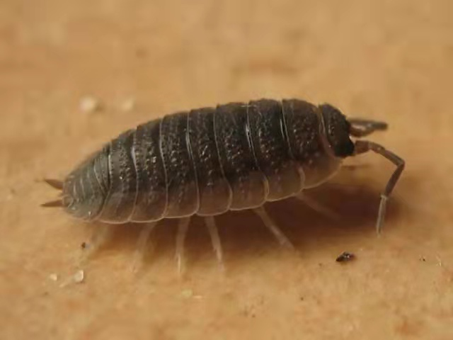 杀潮虫小妙招