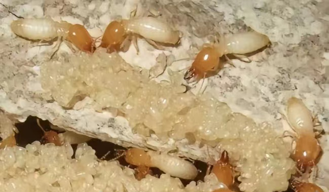白蚁的危害有哪些？