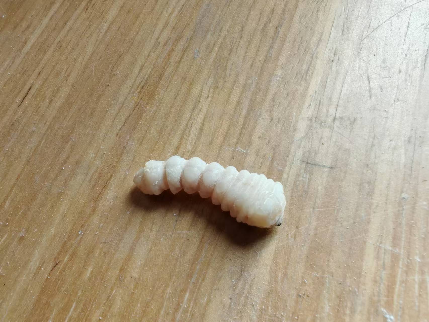 蛀木虫的危害主要有哪些