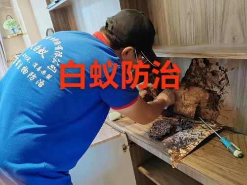 高要上门灭白蚁
