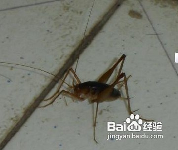 家中常见昆虫的鉴别方法